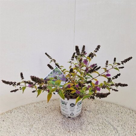 Buddleja 'Blue Chip' 30-35 cm cont. 3,0L - afbeelding 1