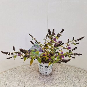 Buddleja 'Blue Chip' 30-35 cm cont. 3,0L