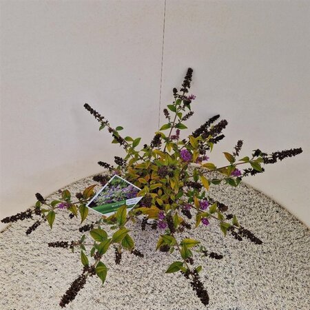 Buddleja 'Blue Chip' 30-35 cm cont. 3,0L - afbeelding 2