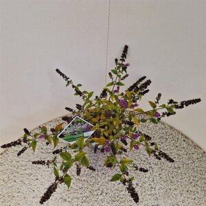 Buddleja 'Blue Chip' 30-35 cm cont. 3,0L - afbeelding 2