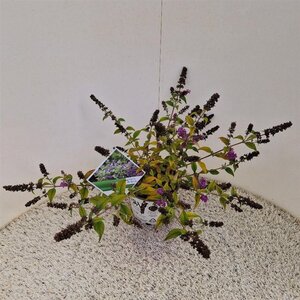 Buddleja 'Blue Chip' 30-35 cm cont. 3,0L - afbeelding 3