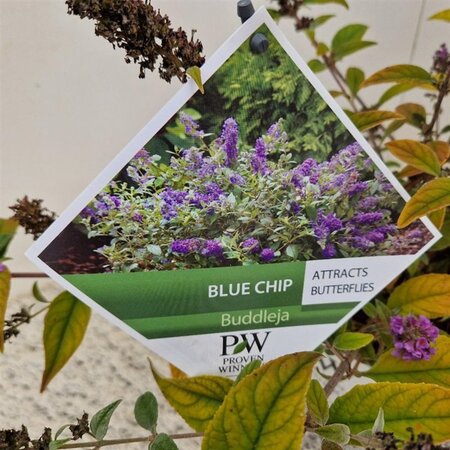 Buddleja 'Blue Chip' 30-35 cm cont. 3,0L - afbeelding 4