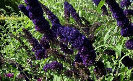 Buddleja d. 'Black Knight' 100-125 cm met kluit - afbeelding 5