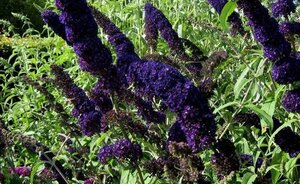 Buddleja d. 'Black Knight' 100-125 cm met kluit - afbeelding 5
