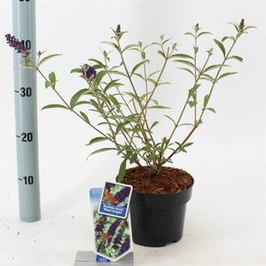 Buddleja d. 'Black Knight' 30-40 cm cont. 2,0L