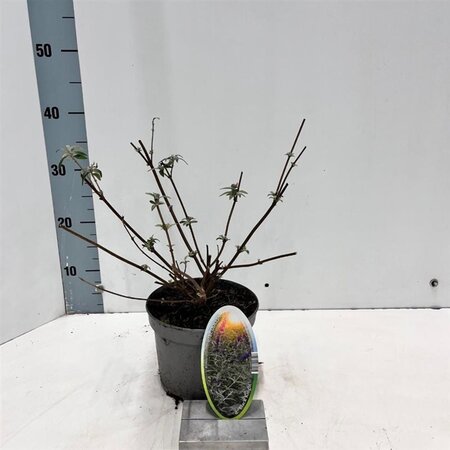 Buddleja d. 'Black Knight' 30-40 cm cont. 2,0L - afbeelding 2