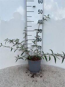 Buddleja d. 'Black Knight' 30-40 cm cont. 2,0L - afbeelding 4
