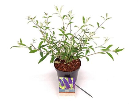 Buddleja d. 'Black Knight' 30-40 cm cont. 3,0L - afbeelding 1