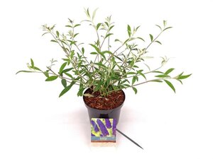 Buddleja d. 'Black Knight' 30-40 cm cont. 3,0L