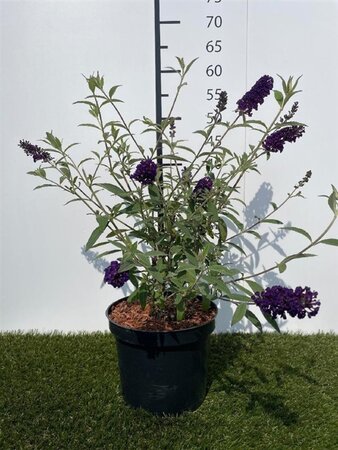 Buddleja d. 'Black Knight' 30-40 cm cont. 3,0L - afbeelding 2