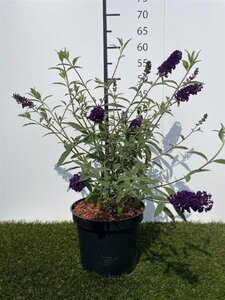 Buddleja d. 'Black Knight' 30-40 cm cont. 3,0L - afbeelding 2