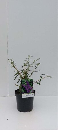 Buddleja d. 'Black Knight' 30-40 cm cont. 3,0L