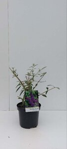 Buddleja d. 'Black Knight' 30-40 cm cont. 3,0L