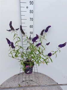 Buddleja d. 'Black Knight' 40-60 cm cont. 3,0L