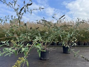 Buddleja d. 'Black Knight' 60-80 cm cont. 3,0L