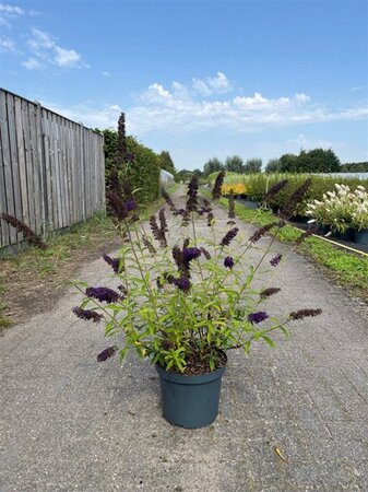 Buddleja d. 'Black Knight' 80-100 cm cont. 10L - afbeelding 10