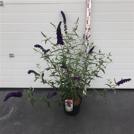 Buddleja d. 'Black Knight' 80-100 cm cont. 10L - afbeelding 3