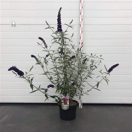 Buddleja d. 'Black Knight' 80-100 cm cont. 10L - afbeelding 2
