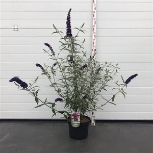 Buddleja d. 'Black Knight' 80-100 cm cont. 10L - afbeelding 2