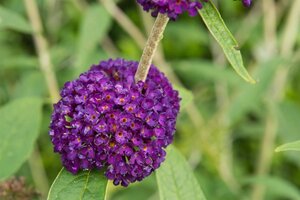 Buddleja d. 'Black Knight' 80-120 cm wortelgoed 3-5 tak - afbeelding 3