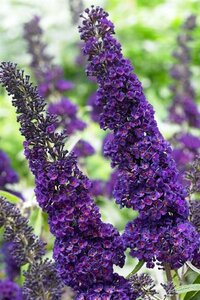 Buddleja d. 'Black Knight' 80-120 cm wortelgoed 3-5 tak - afbeelding 4