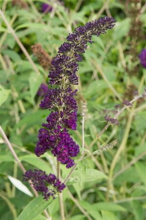 Buddleja d. 'Black Knight' 80-120 cm wortelgoed 3-5 tak - afbeelding 6