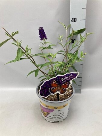 Buddleja d. 'Black Knight' geen maat specificatie cont. 2,0L