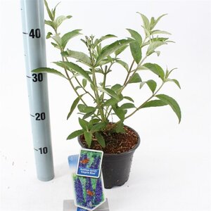 Buddleja d. 'Empire Blue' 30-40 cm cont. 2,0L