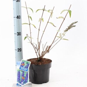 Buddleja d. 'Empire Blue' 30-40 cm cont. 2,0L - afbeelding 2