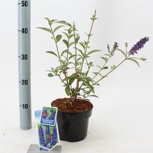 Buddleja d. 'Empire Blue' 30-40 cm cont. 2,0L - afbeelding 3