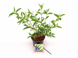 Buddleja d. 'Empire Blue' 30-40 cm cont. 3,0L