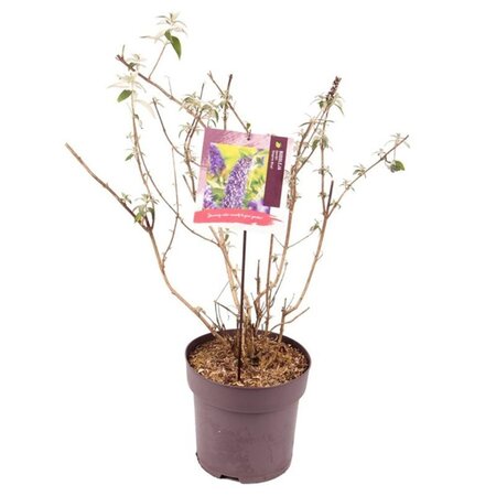 Buddleja d. 'Empire Blue' 80-100 cm cont. 10L - afbeelding 6