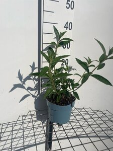 Buddleja d. 'Empire Blue' geen maat specificatie cont. 2,0L