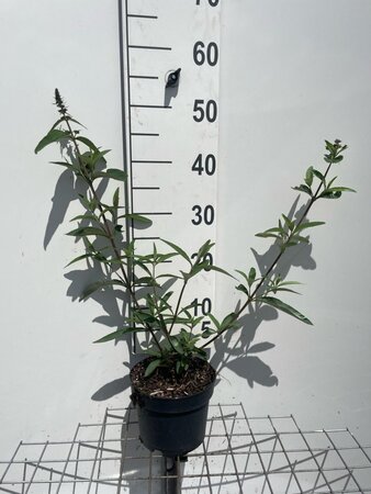 Buddleja d. 'Empire Blue' geen maat specificatie cont. 2,0L