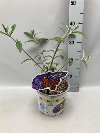 Buddleja d. 'Empire Blue' geen maat specificatie cont. 2,0L