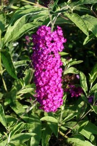 Buddleja d. 'Harlequin' geen maat specificatie container - afbeelding 2