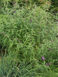 Buddleja d. 'Ile de France' 60-90 cm container - afbeelding 4