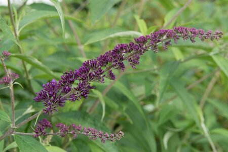 Buddleja d. 'Ile de France' 80-120 cm wortelgoed 3-5 tak - afbeelding 2
