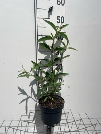 Buddleja d. 'Ile de France' geen maat specificatie cont. 2,0L