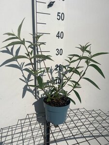 Buddleja d. 'Ile de France' geen maat specificatie cont. 2,0L