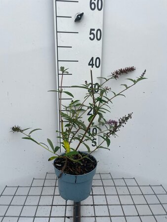 Buddleja d. 'Ile de France' geen maat specificatie cont. 2,0L - afbeelding 2