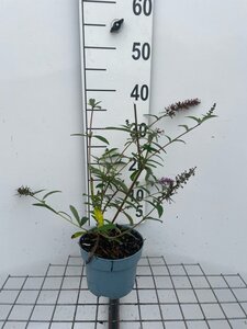 Buddleja d. 'Ile de France' geen maat specificatie cont. 2,0L - afbeelding 2