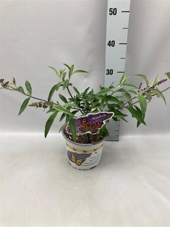 Buddleja d. 'Ile de France' geen maat specificatie cont. 2,0L