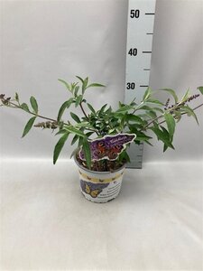 Buddleja d. 'Ile de France' geen maat specificatie cont. 2,0L