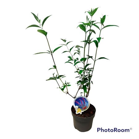 Buddleja d. 'Ile de France' geen maat specificatie cont. 3,0L - afbeelding 2