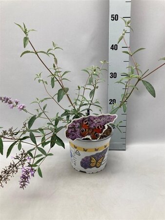 Buddleja davidii nanhoensis geen maat specificatie cont. 2,0L