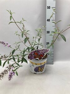 Buddleja davidii nanhoensis geen maat specificatie cont. 2,0L
