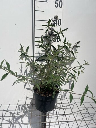 Buddleja davidii nanhoensis geen maat specificatie cont. 2,0L