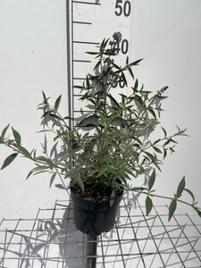 Buddleja davidii nanhoensis geen maat specificatie cont. 2,0L
