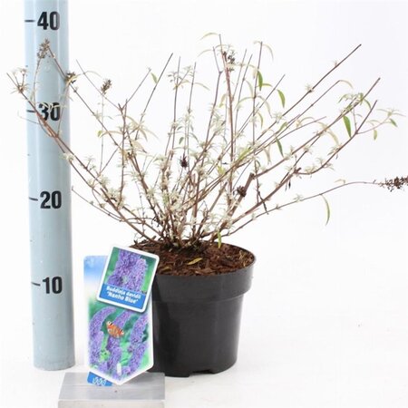 Buddleja d. 'Nanho Blue' 30-40 cm cont. 2,0L - afbeelding 1